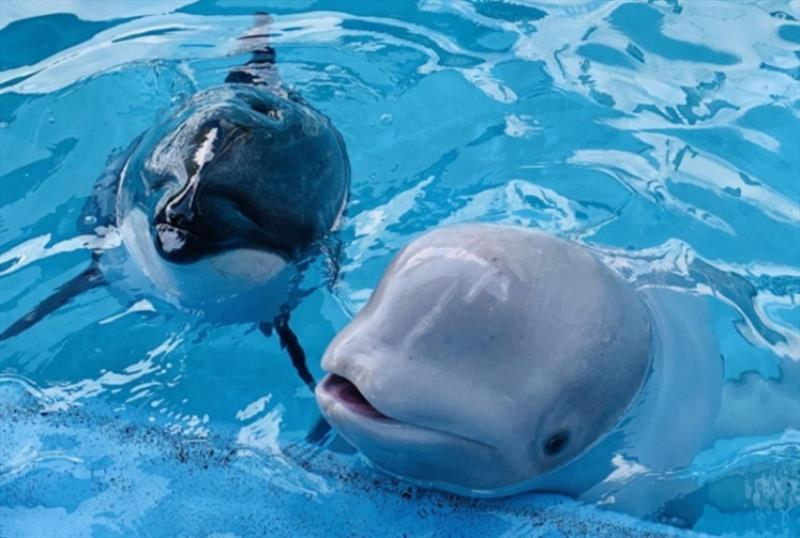 Betty and Tyonek - photo © SeaWorld San Antonio