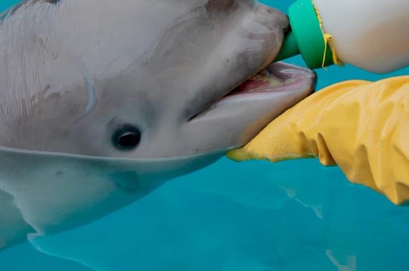 Bottle feeding time at Alaska SeaLife Center in Seward, Alaska. MMPA/ESA permit #18786-02 - photo © Alaska SeaLife Center