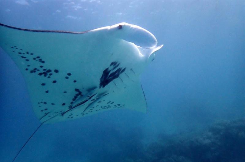 Manta Rays of the Islas Revillagigedo photo copyright Noonsite taken at  and featuring the Environment class