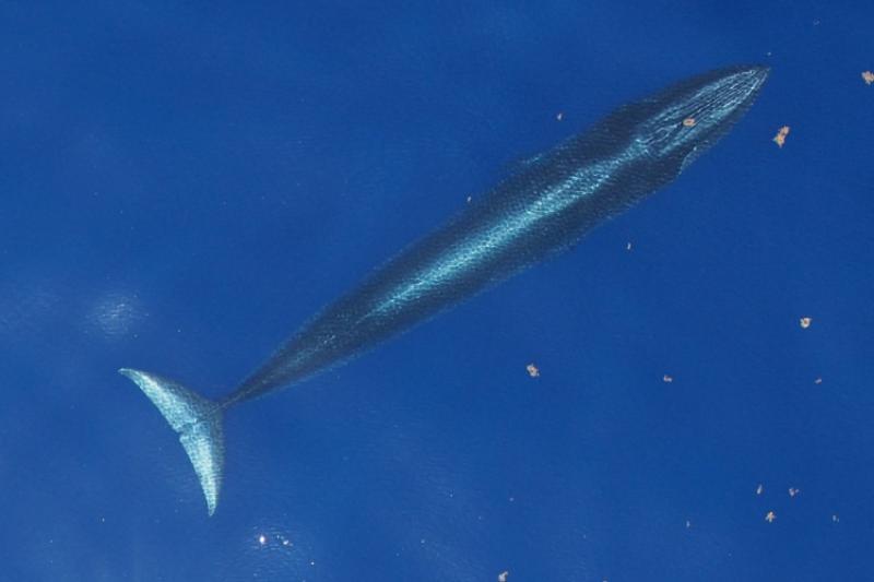 A Rice's whale just under the surface of the water in the Gulf of Mexico. This endangered whale was recognized as a separate species from the Bryde's whale in 2021 photo copyright NOAA Fisheries under NOAA Permit No. 21938 taken at  and featuring the Environment class