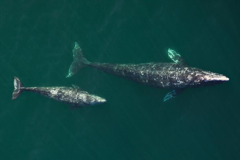 A gray whale mother calf pair migrating along the central California coast from the wintering grounds in Mexico to the summer feeding grounds in Alaska. Gray whales are at high risk of entanglement in fishing gear and vulnerable to vessel strikes - photo © David Weller / SWFSC/ NOAA Fisheries under NMFS Permit # 19091 and MBNMS 2017-8.