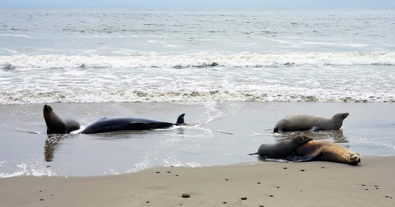Deceased dolphin and California sea lions nearby showing symptoms of domoic acid poisoning - photo © Staci Kaye-Carr, Channel Islands Marine & Wildlife Institute