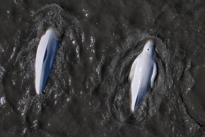 Cook Inlet beluga whales live in Alaska's busiest shipping channels - photo © NOAA Fisheries