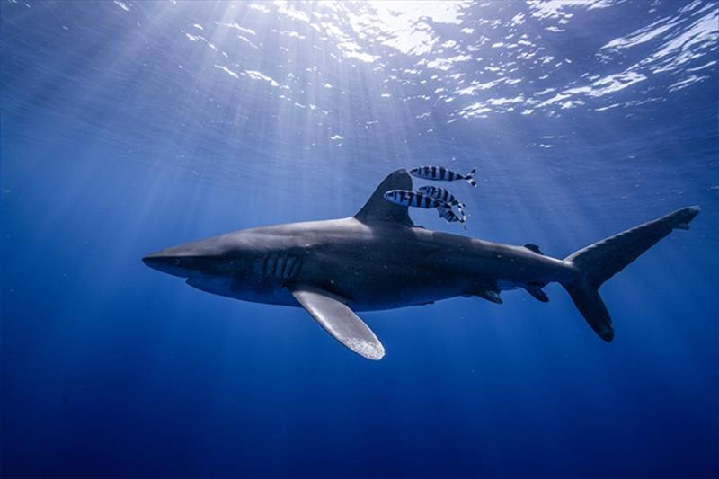 Small pilot fish congregate around an oceanic whitetip shark to feed on parasites - photo © Trevor Bacon