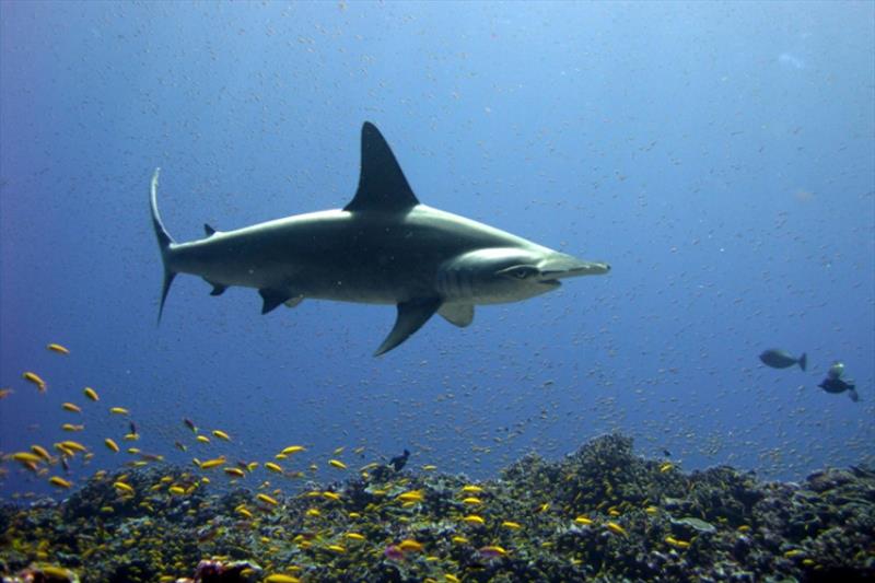 Scalloped hammerhead sharks have a global distribution. The species' most distinguishing characteristic is its “hammer-shaped” head - photo © NOAA Fisheries