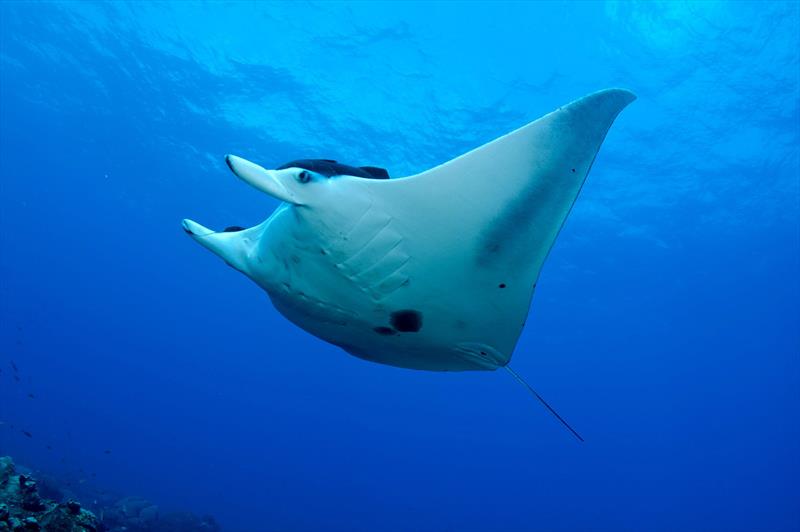 Giant manta ray in Flower Garden Banks National Marine Sanctuary. The giant manta ray is the world's largest ray with a wingspan of up to 30 feet - photo © George Schmahl / Flower Garden Banks National Marine Sanctuary