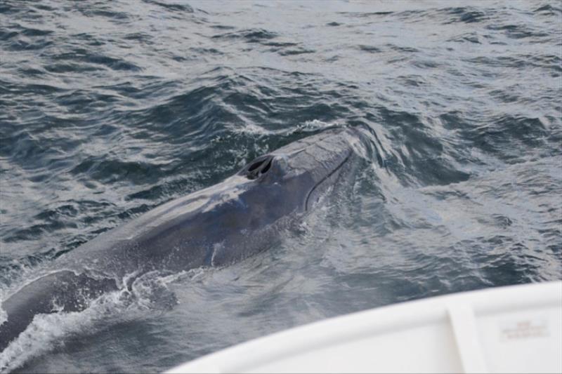 A Rice's whale surfaced near the research vessel - photo © NOAA Fisheries / Mary Applegate (Permit #21938)