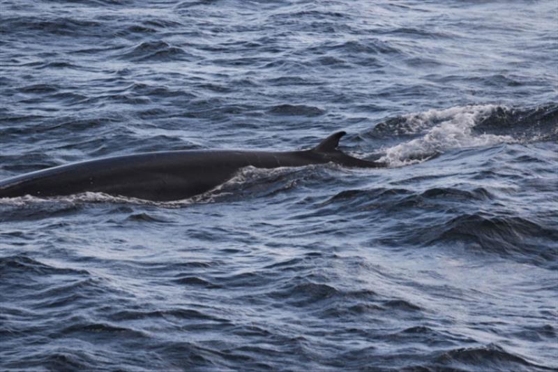 Clear images of the dorsal fin and other body markings are used to identify individuals. These images are added to a catalog to see if this animal has been seen in the past, may be new to the catalog, and to match it if we see it again in the future - photo © NOAA Fisheries / Mary Applegate (Permit #21938)
