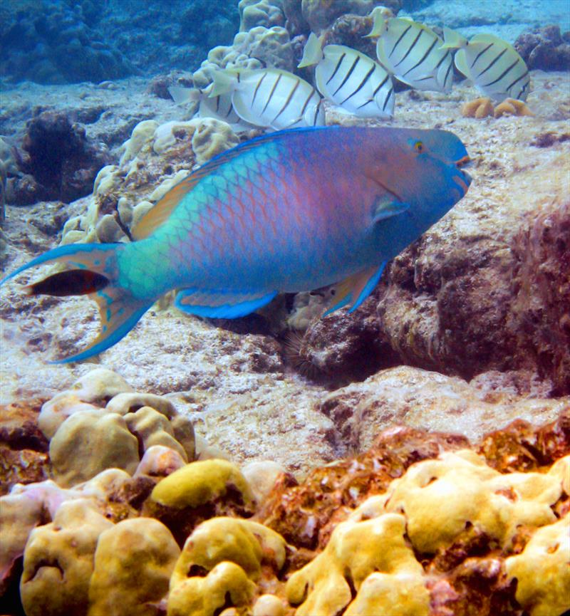 Scrapers are primarily parrotfish (uhu) in Hawai?i. Their sharp teeth scrape reef when feeding, removing fleshy algae and clearing space for reef-builders to settle and grow. Scrapers are critical for reef health & recovery following a major disturbance - photo © Hawaii Department of Land and Natural Resources Division of Aquatic Resources