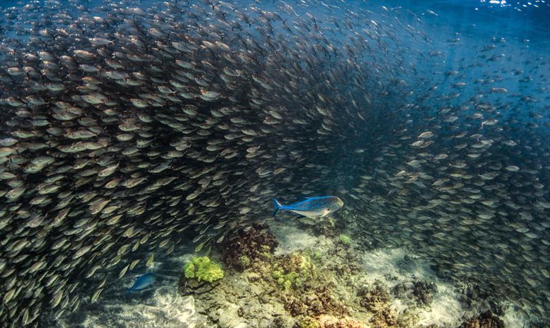 Coral reefs provide critically important ecosystem services such as coastal protection, livelihoods, and cultural practices - photo © Paul H. Cox