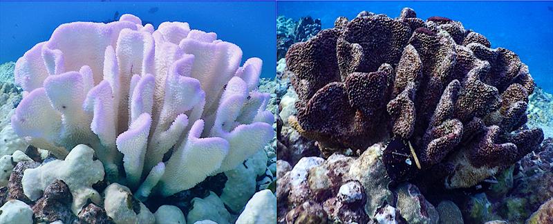 Heat stress from 2015 marine heatwave caused extensive bleaching (left) and coral death (right) as shown here with coral reefs in Hawai?i. However, reefs with low levels of land-sea human impacts experienced minimal coral loss following marine heatwave - photo © Hawaii Department of Land and Natural Resources Division of Aquatic Resources