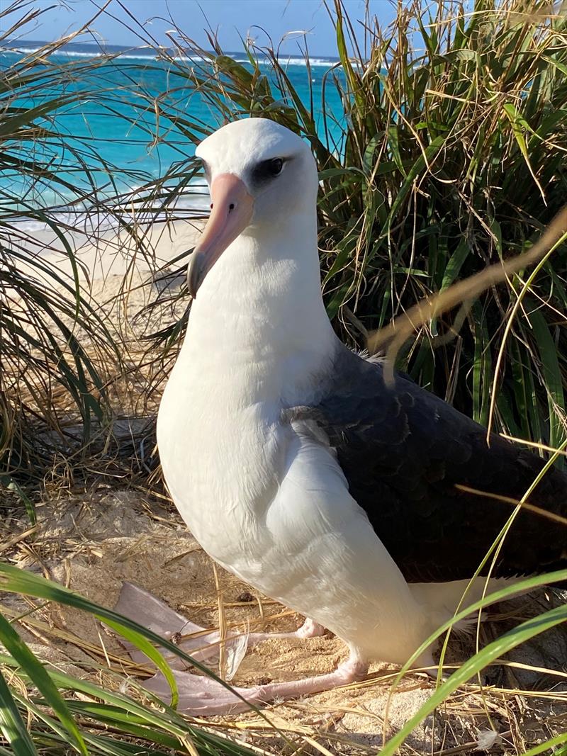Laysan albatross at Midway Atoll photo copyright Scott Shaffer / San Jose State University taken at  and featuring the Environment class