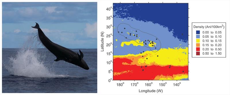 The density of false killer whales (left) was modeled throughout the central North Pacific (right) using data from HICEAS and other ship-based line-transect surveys - photo © NOAA Fisheries (Permit #20311)