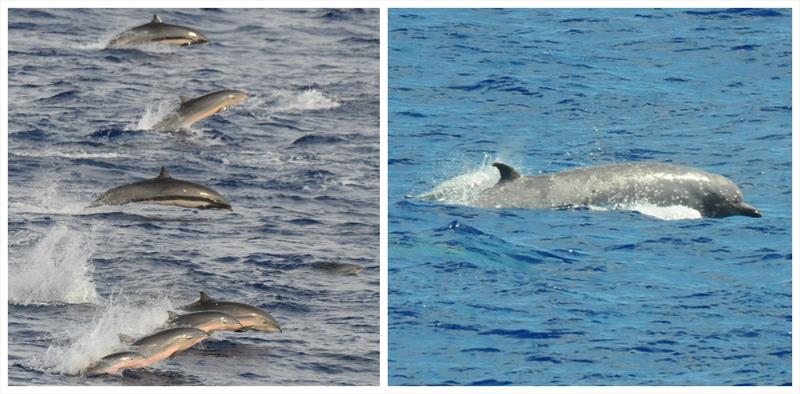 Fraser's dolphins (left) and Longman's beaked whales (right) live far offshore of the Hawaiian Islands, making them difficult to find and study photo copyright NOAA Fisheries (Permit #14097) taken at  and featuring the Environment class