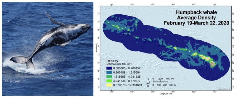 The peak density of humpback whales (left) was modeled within the exclusive economic zone around the Hawaiian Islands (right) following WHICEAS 2020 photo copyright NOAA Fisheries (Permit #20311) taken at  and featuring the Environment class