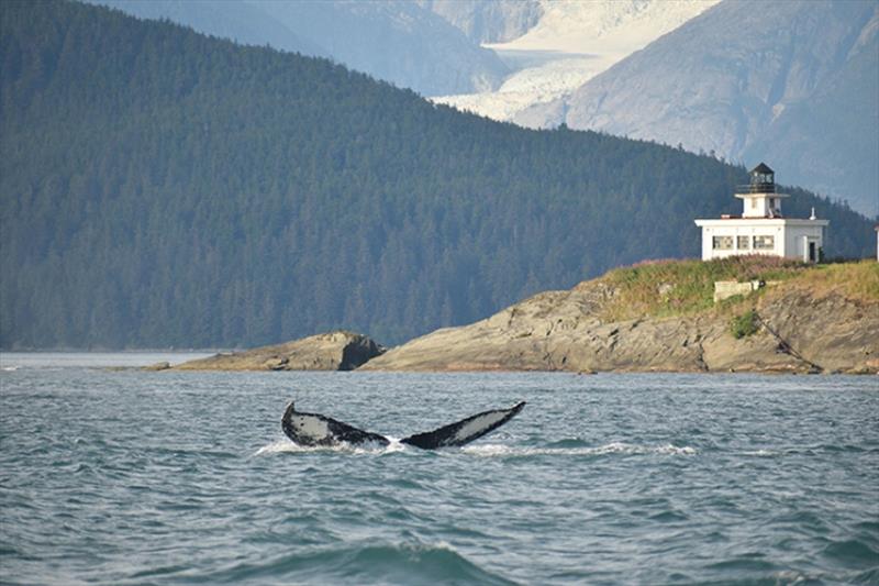 A whale named `Razorback` (SEAK 1441) dives near Point Retreat Lighthouse with Herbert Glacier in the background - photo © NOAA Fisheries / Suzie Teerlink, permit #14296