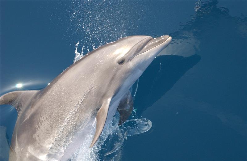 Among the 108 stocks assessed, several stocks of the iconic common bottlenose dolphin in the Gulf of Mexico were among the most highly vulnerable to climate change - photo © Wayne Hoggard / NOAA Fisheries