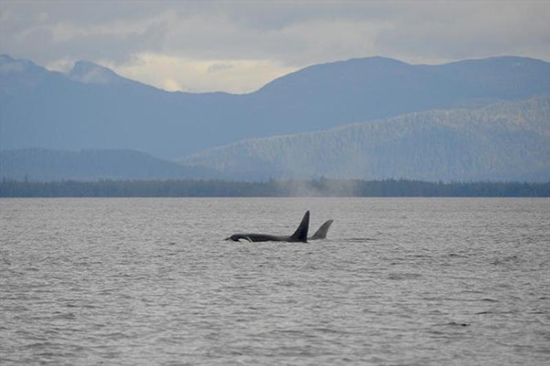 With the aid of the 18-foot high tide, the killer whales were able to leave Barnes Lake - photo © Chloe Kotik, University of Alaska-Fairbanks/Orca Conservancy. Permit #24359