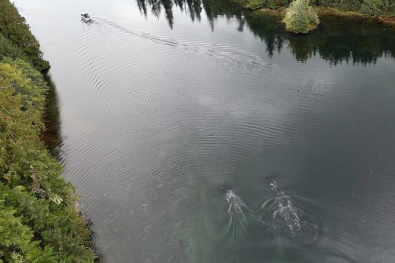 A team of 14 boats and more than 30 Coffman Cove community members were integral to encouraging the killer whales to leave the lake - photo © Jared Towers, Fisheries and Oceans Canada