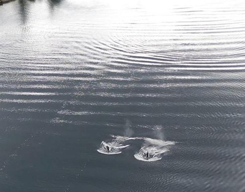 The two killer whales swim out of the south channel of Barnes Lake, Alaska - photo © Jared Towers, Fisheries and Oceans Canada