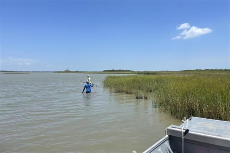 Species that depend on vulnerable inshore coastal habitats such as marshes and estuaries tend to be more susceptible to climate-driven environmental change. Here scientists deploy sensors in a Louisiana marsh - photo © NOAA Fisheries / Clöe Lemaire