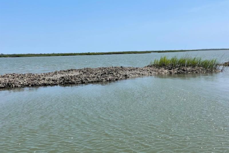 Vulnerability of the eastern oyster (Crassostrea virginica) such as these in Savannah, Georgia was found to be highly vulnerable to climate change effects in both the Gulf of Mexico and South Atlantic LME - photo © NOAA Fisheries / Clöe Lemaire