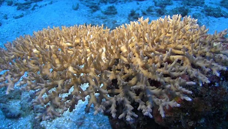 Acropora speciosa in American Samoa photo copyright Tony Montgomery taken at  and featuring the Environment class