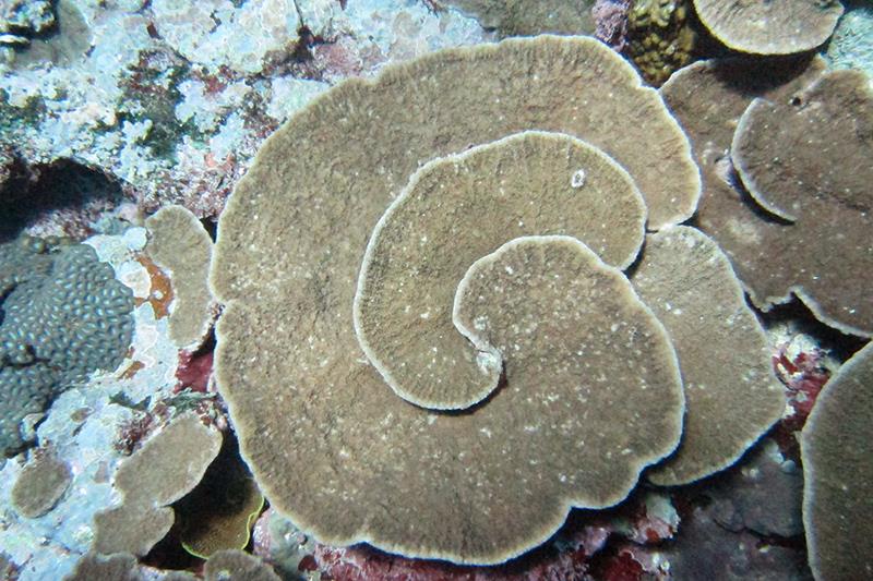 Isopora crateriformis in American Samoa photo copyright Doug Fenner taken at  and featuring the Environment class