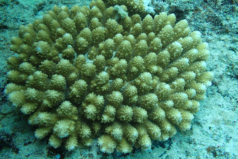 Acropora retusa at Wake Atoll, Pacific Remote Islands Area photo copyright Tony Montgomery taken at  and featuring the Environment class