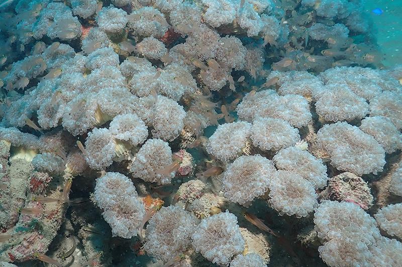 Euphyllia paradivisa in American Samoa - photo © Ian Moffit