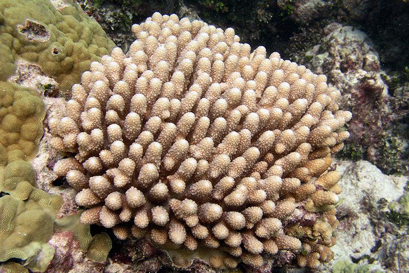 Acropora globiceps at Lalo (French Frigate Shoals), Hawaii - photo © Jean Kenyon