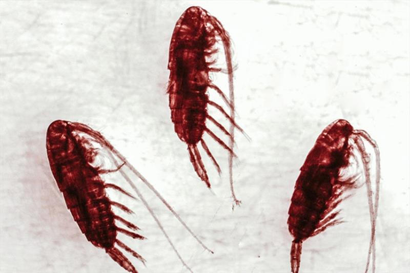 Three copepods from the Bering Sea - photo © Deana Crouser / NOAA Fisheries