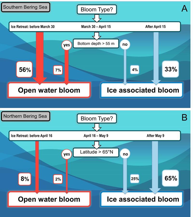 Graph showing that ice-retreat timing regulates the formation of open-water versus ice-associated bloom formation on the Bering Sea shelf - photo © NOAA Fisheries