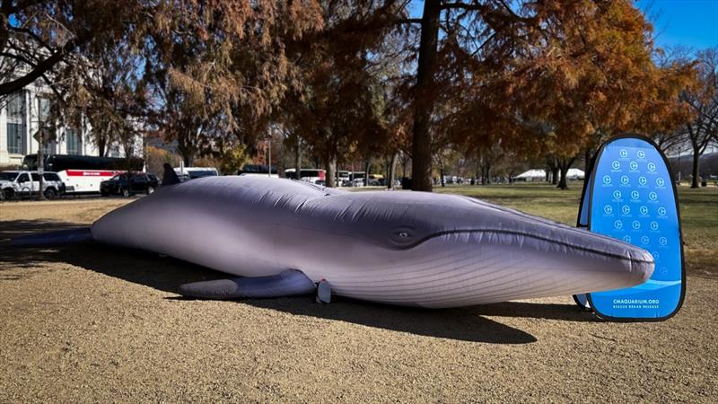 An inflatable model of a Rice's whale from the Clearwater Aquarium was displayed on the National Mall in front of the Smithsonian Museum of Natural History in November 2023 - photo © NOAA Fisheries