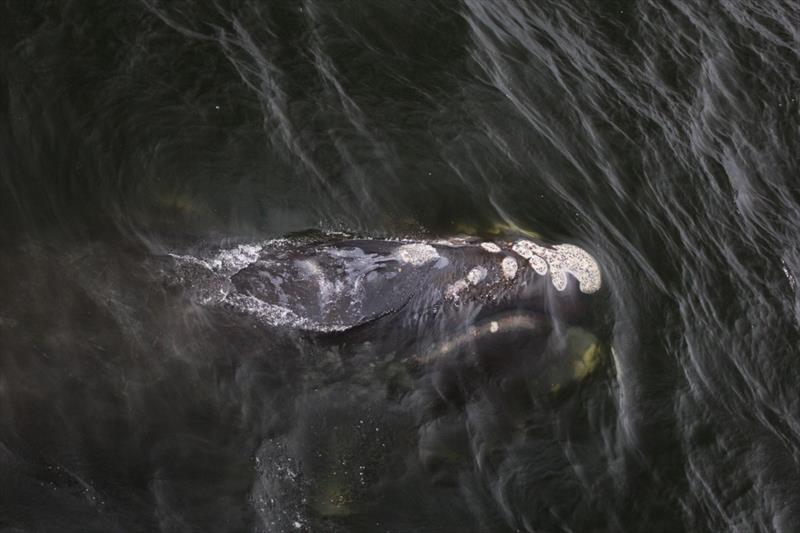 North Pacific right whale - photo © NOAA Fisheries / Jessica Crance