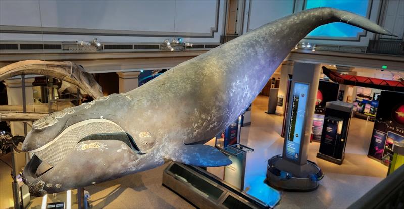 The life-sized model of a North Atlantic right whale named Phoenix hanging above the new Rice's whale exhibit in the Smithsonian Museum of Natural History's Sant Ocean Hall - photo © NOAA Fisheries