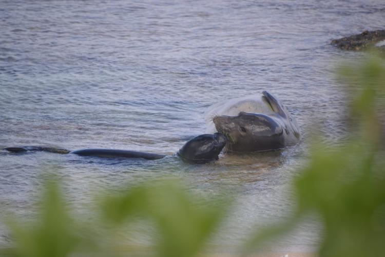 RK80 (Keolakai) and her first-ever pup, Makana, swim in the water - photo © Hawai?i Marine Animal Response