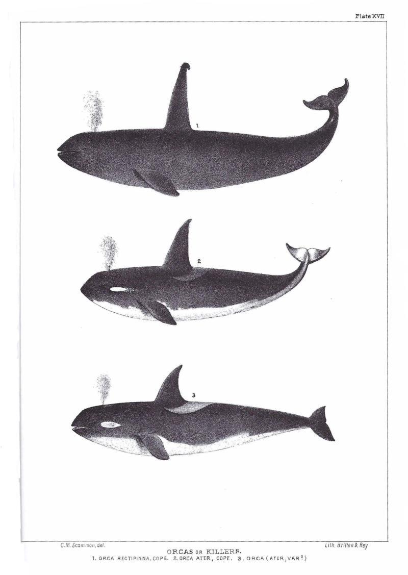 California whaler Charles Melville Scammon first described the killer whales of the West Coast, and documented his observations and findings in a manuscript he sent to the Smithsonian Institution - photo © NOAA Fisheries