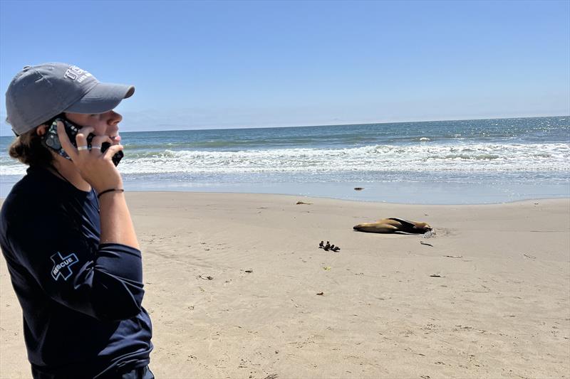 A responder from Channel Islands Marine & Wildlife Institute coordinates the organization's response to the third consecutive annual harmful algal bloom on Southern California shores - photo © Channel Islands Marine & Wildlife Institute