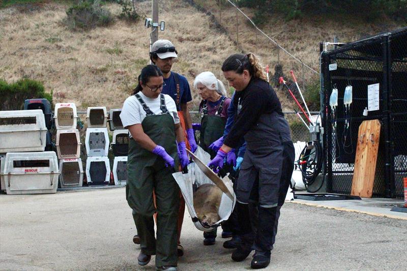 Staff and volunteers at The Marine Mammal Center's San Luis Obispo Operations based in Morro Bay, lift a California sea lion patient impacted by domoic acid poisoning into a transport vehicle for rehabilitation at the Center's hospital in Sausalito - photo © Giancarlo Rulli / The Marine Mammal Center