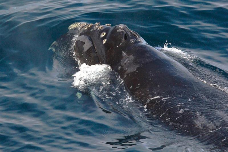 MML# 102, male, seen in the Bering Sea in July 2017 - photo © NOAA Fisheries and International Whaling Commission / Jessica Crance