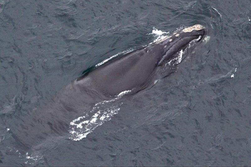 North Pacific right whale MML#9, “Notchy” sighted in the Bering Sea in August 2009 - photo © NOAA Fisheries / Brenda Rone