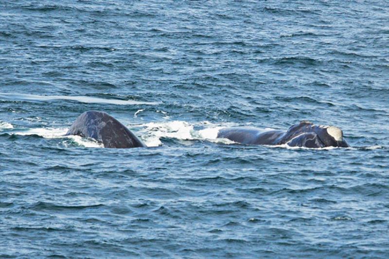 MML# 103 (female) and 104 (“Scotty”, unknown sex) sighted in the Bering Sea in August of 2021 - photo © NOAA Fisheries / Jessica Crance