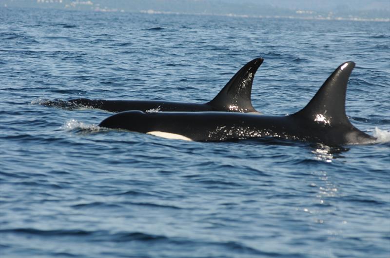 K12, or Sequim, swims closest to the camera in the waters of Washington state in 2013 - photo © Jeff Foster/NOAA Fisheries. Taken under permit #21348