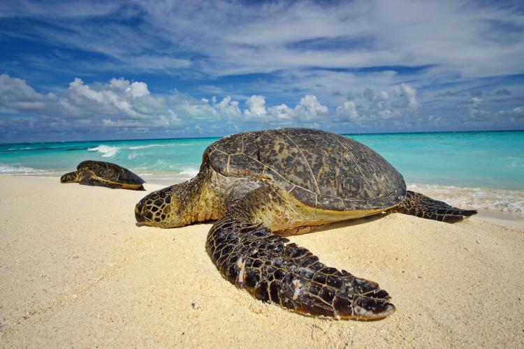 Two green sea turtles bask on the sandy beaches at Lalo (French Frigate Shoals). Turtles are commonly seen in the Papahanaumokuakea Marine National Monument, primarily during the spring to summer nesting season - photo © NOAA Fisheries