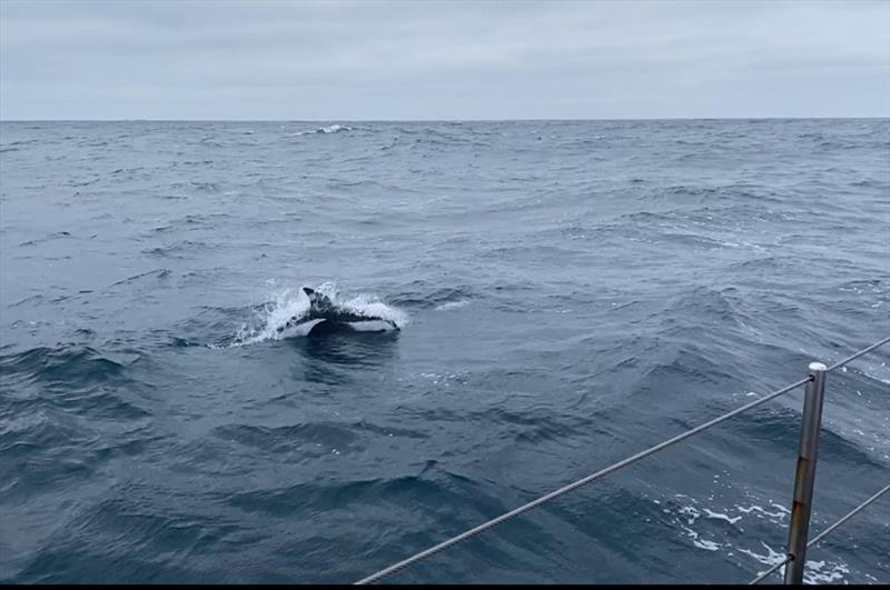 VV Environment Dolphins - photo © Vuelta Vertical