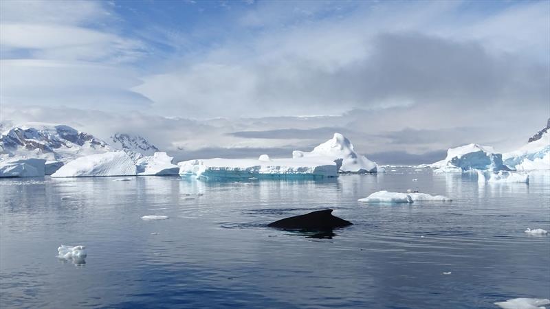 Whale Fin Ice  - photo © Vuelta Vertical