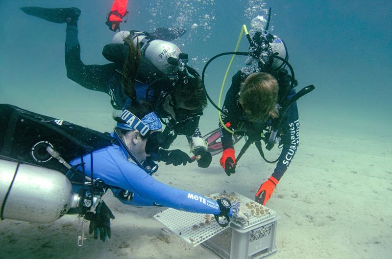 Mote Marine Laboratory collaborates with combat wounded veterans and students to advance coral reef restoration and research - photo © Kathryn Gentile