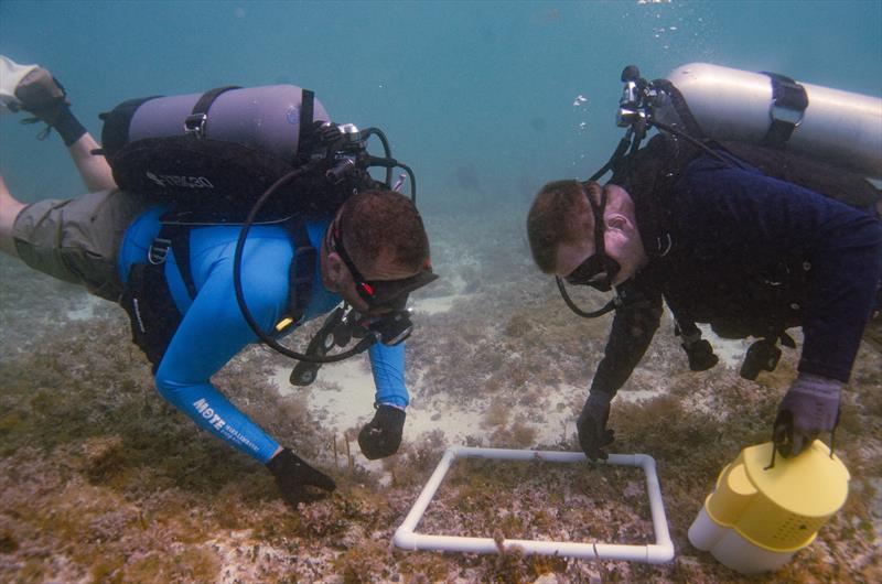 Mote Marine Laboratory collaborates with combat wounded veterans and students to advance coral reef restoration and research - photo © Kathryn Gentile