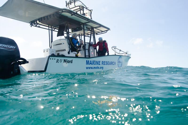 Mote Marine Laboratory collaborates with combat wounded veterans and students to advance coral reef restoration and research - photo © Kathryn Gentile